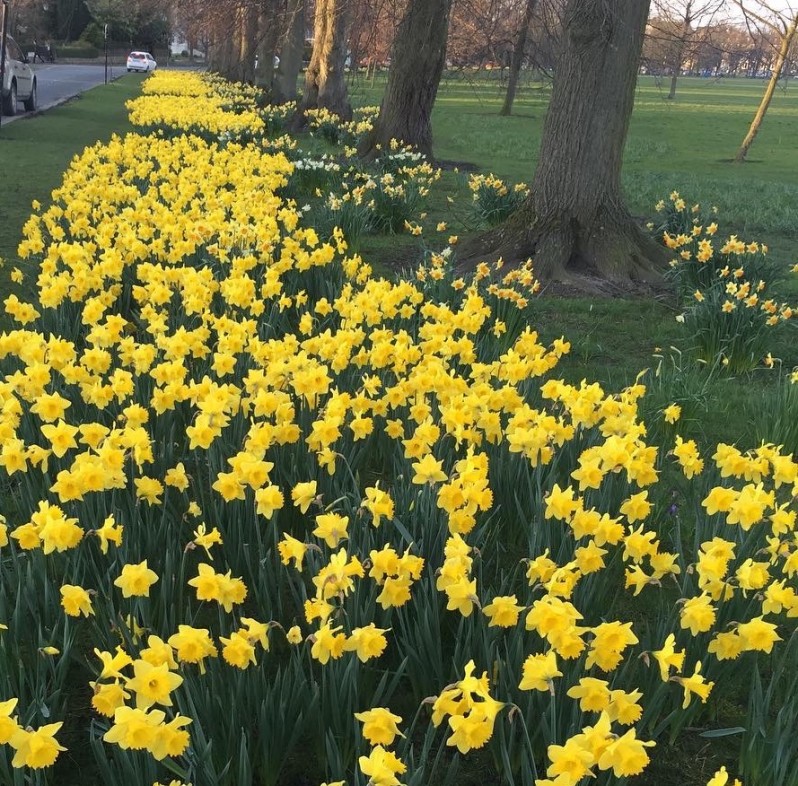 The 5 Best Places to see Spring Flowers in Harrogate