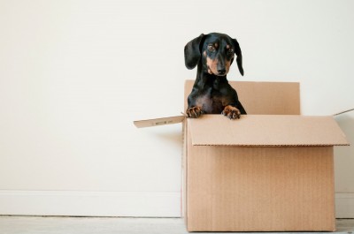 How Landlords Can Adapt to Offer Pet Friendly Rentals